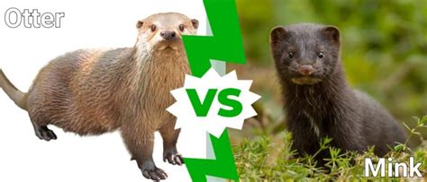 river otter vs mink